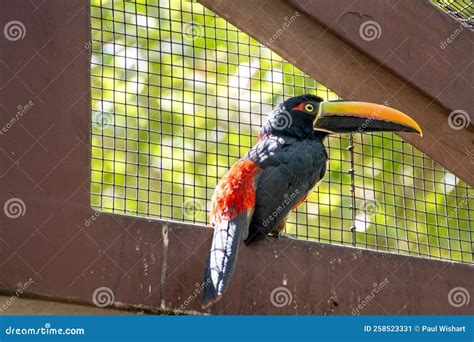 Aracari Toucan with Cage Behind Stock Image - Image of outdoor, america ...