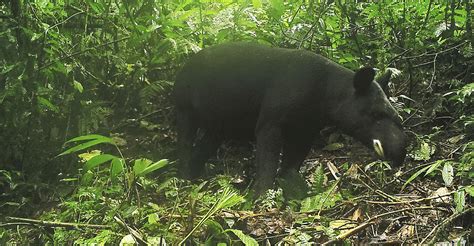 Mountain Tapir Conservation