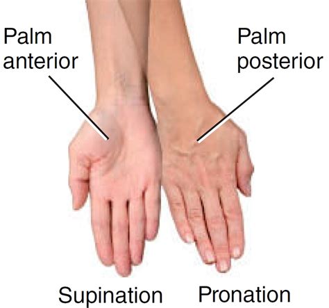 Pronation and Supination of the Forearm. Pronation and Supination of Foot