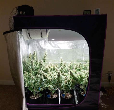 Do You Need A Tent To Grow Indoors? Exploring Indoor Gardening Essentials