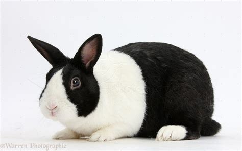 Black Dutch male rabbit photo | Cute bunny pictures, Rabbit, Rabbit breeds