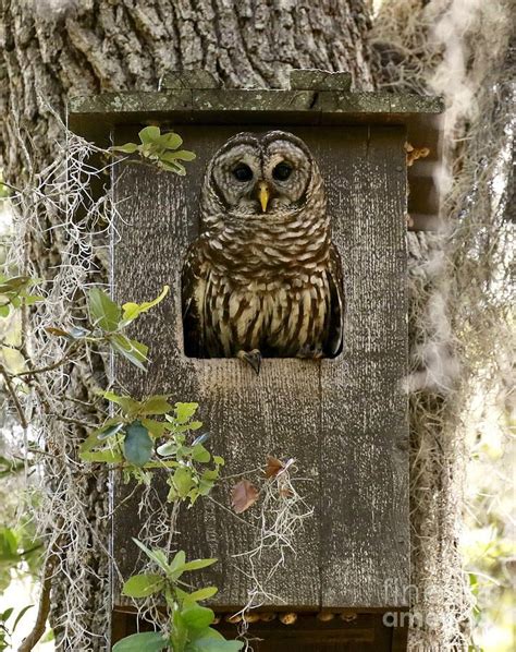 Birds Photograph - Barred Owl In Nest Box by Myrna Bradshaw Bird House ...