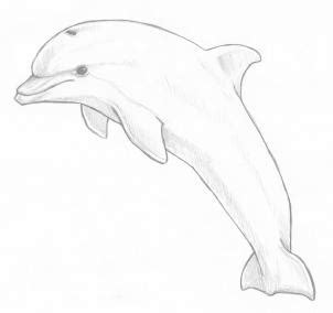 how to draw a jumping dolphin step 8 | Dieren tekenen, Tekenen, Kunstlessen