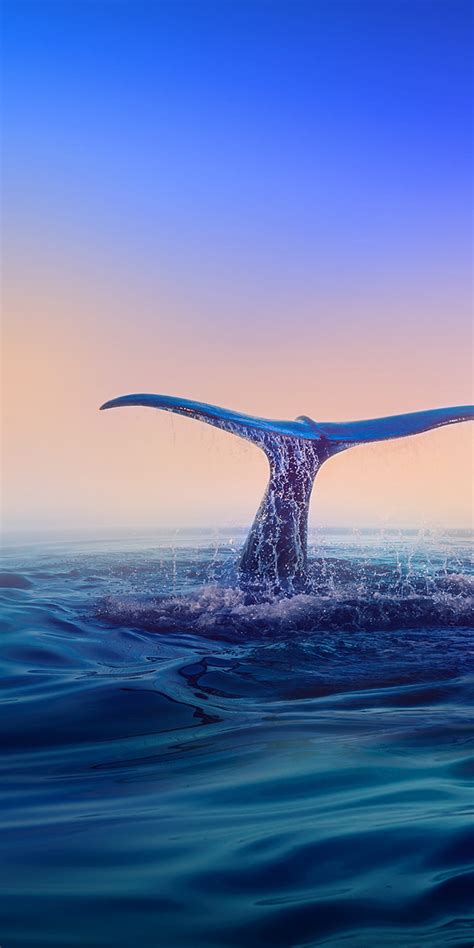 Aggregate more than 63 blue whale wallpaper best - in.cdgdbentre