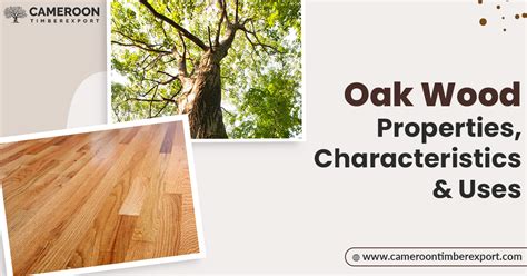 Oak Wood: Properties, Characteristics & Uses in Detail