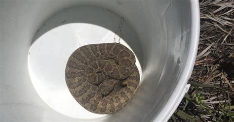 'It's Rattlesnake Season!': Police Warn Of Snake Spotted Near Popular ...