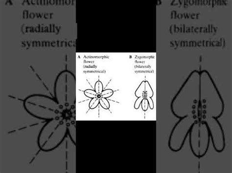 Difference between Actinomorphic flower and zygomorphic flower - YouTube