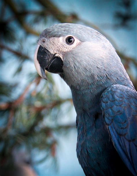 Spix's macaw returns to Brazil, but is overshadowed by controversy