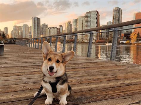 Adopting in a city? These 14 breeds make the best city dogs