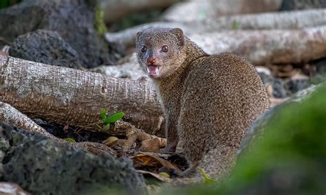 13 Magnificent Facts about Mongoose - Fact City