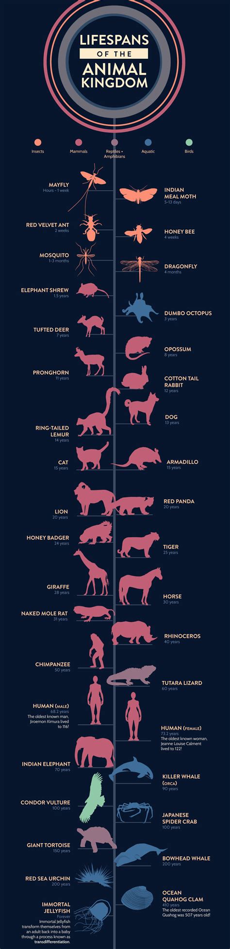 lifespan of animals : Infographics