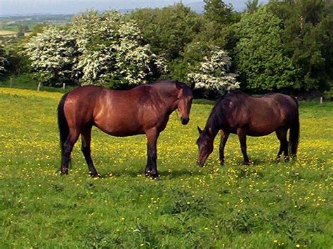 Cleveland Bay Horse Breed Guide: Characteristics, Health & Nutrition ...