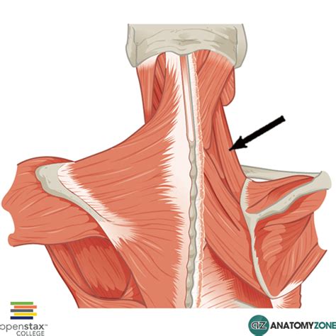 Levator Scapulae • Muscular, Musculoskeletal • AnatomyZone