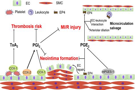 Cardiovascular Biology of Prostanoids and Drug Discovery ...