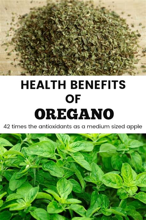 Health Benefits of Oregano - Gardening Channel