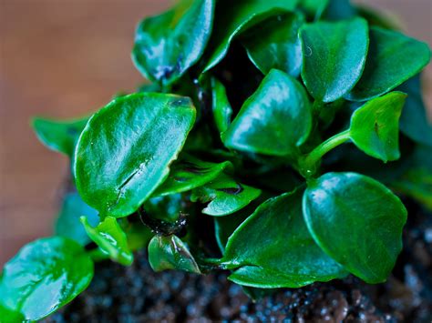 Aquascape DIYNew Aquarium Plants Anubias Barteri var. Nana ...