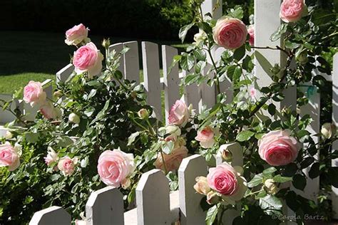 carola bARTz: Roses And Fences