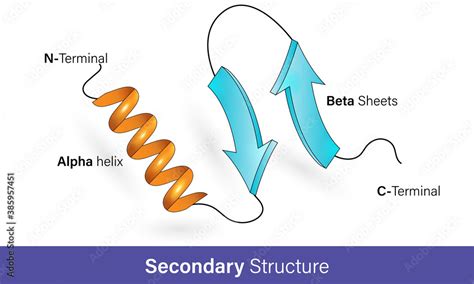 Secondary structure of proteins, Alpha helix and beta sheets, Protein ...