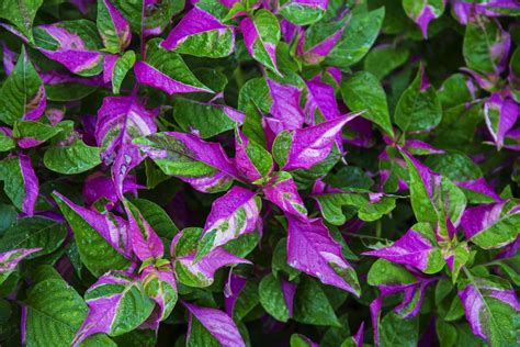 Variegated Leaves: Pictures of Bi-Colored Plants