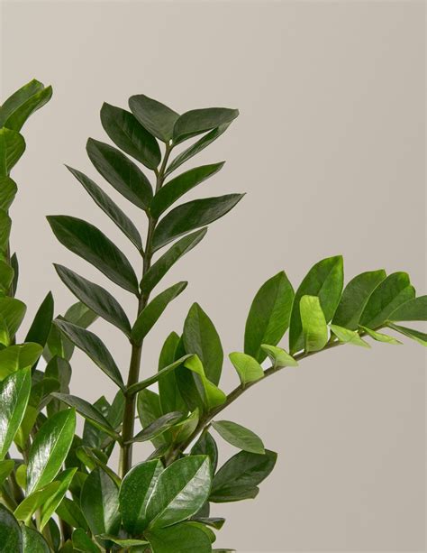 Large ZZ Plant | Indoor Plants & Houseplants for Delivery | The Sill ...