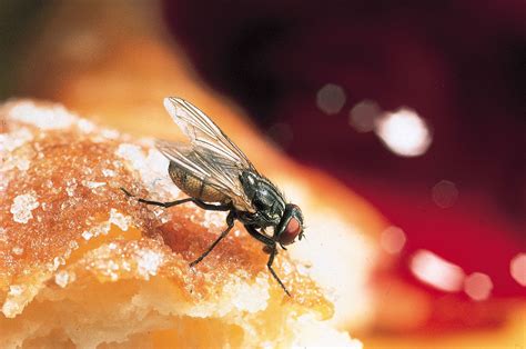 Musca Domestica Housefly Life Cycle - Images For Life