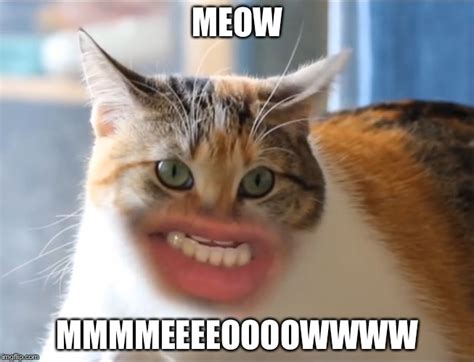 MEOW Cat Memes - Imgflip