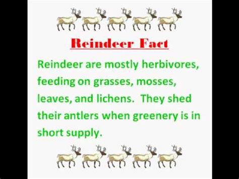 Reindeer Facts (Christmas) - YouTube