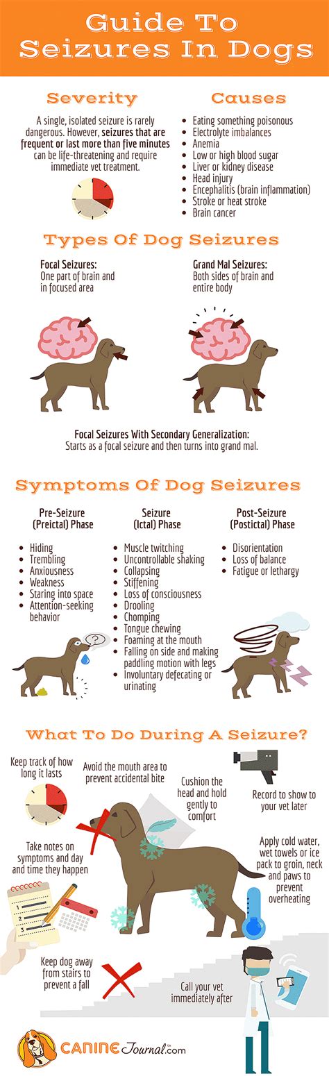 What Do Seizures In Dogs Look Like