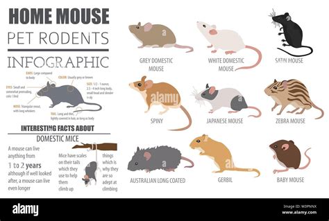 Mice breeds icon set flat style isolated on white. Mouse rodents ...