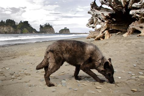 The Invisible History of America: Kwoli On The Sands of The Quileute Nation