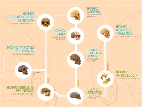 Human Evolution: A Timeline of Early Hominids [Infographic] - Earth How