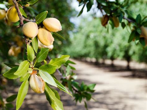 Almond Tree Care: Learn How To Grow An Almond Tree