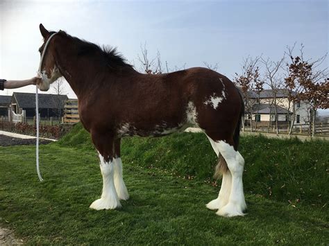 Clydesdale Horse Breed Information, History, Videos, Pictures