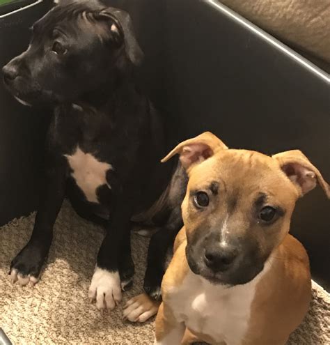 Staffordshire Bull Terrier Puppies For Sale | Northside, TX #201866