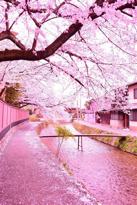 Pin by Khaled Muhammad on Sakura ♡ | Japan landscape, Scenery ...