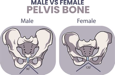 Male Vs Female Pelvis Differences Anatomy Of Skeleton Pelvis Anatomy ...