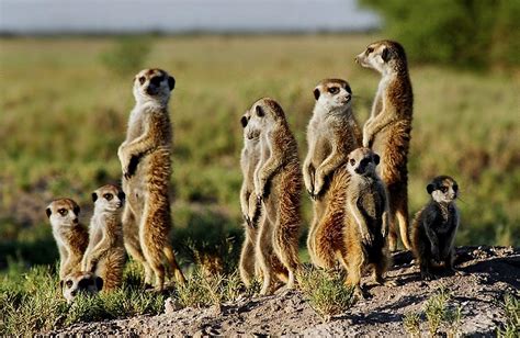 Meerkat Family Photograph by Bruce W Krucke - Pixels