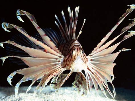 Lionfish Wallpapers - Wallpaper Cave