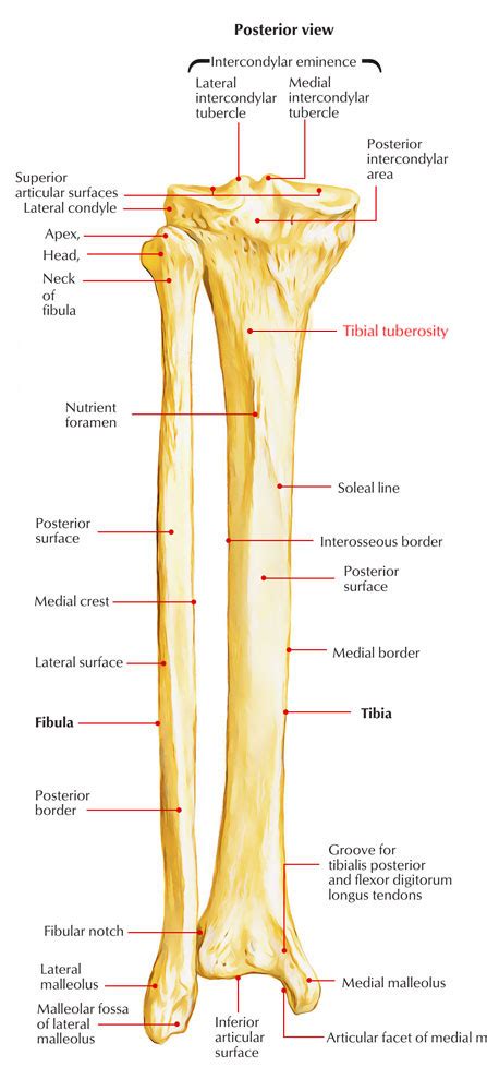 Knee Anatomy Tibial Tuberosity | sexiezpix Web Porn