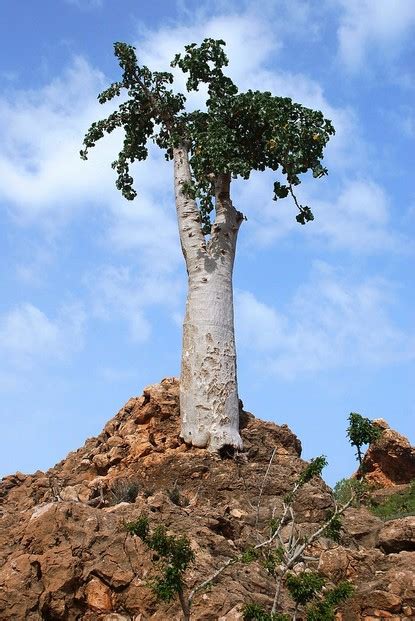 Socotra Cucumber Tree (Dendrosicyos socotrana): Isolated Isle's Weird ...