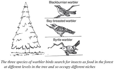 Ecotone: Edge Effect, Edge Species and Ecological Niche - PMF IAS