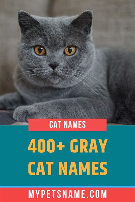 Gray Cat Names | Grey cat names, Cat names, Grey cats