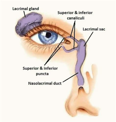 Tear Ducts Drain Into The Nose - Best Drain Photos Primagem.Org