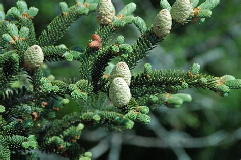 Fraser Fir Seedlings – Dry Rock Trees & Nursery