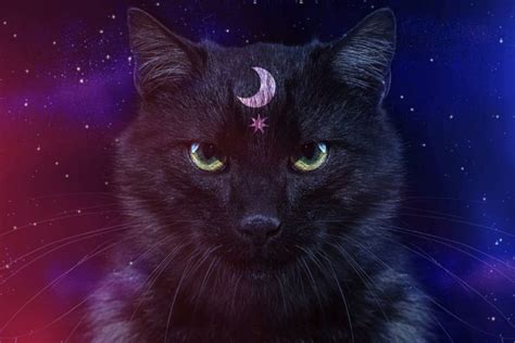 130 Spiritual Cat Names for Mystical Mousers | Great Pet Care