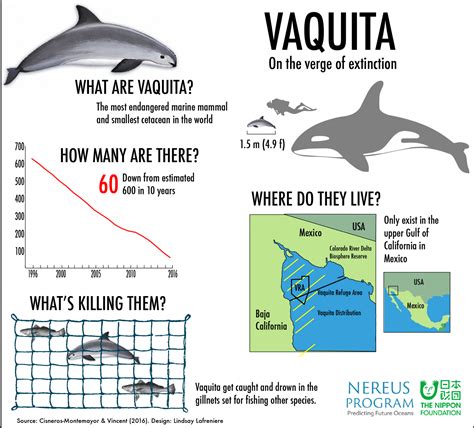 The impending extinction of the vaquita is not just a fishing problem ...