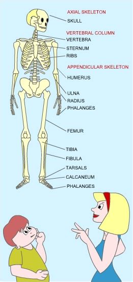 Science With Me - Learn about 'Dem Bones