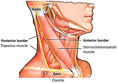 Posterior Triangle of Neck – Anatomy QA