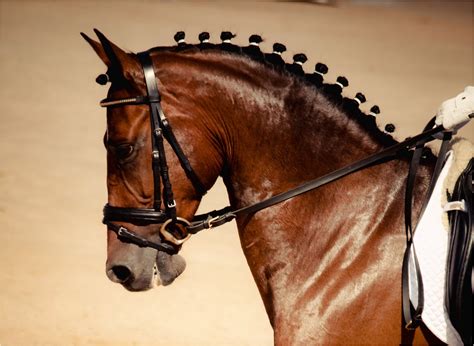 8 Wonderful Horse Hairstyles Cute Check more at https://www.maneleradio ...