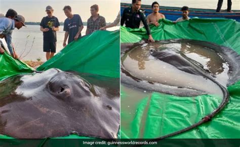 Giant Stingray Discovered In Cambodia Crowned World's Largest ...